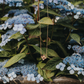 Hydrangea Necklace